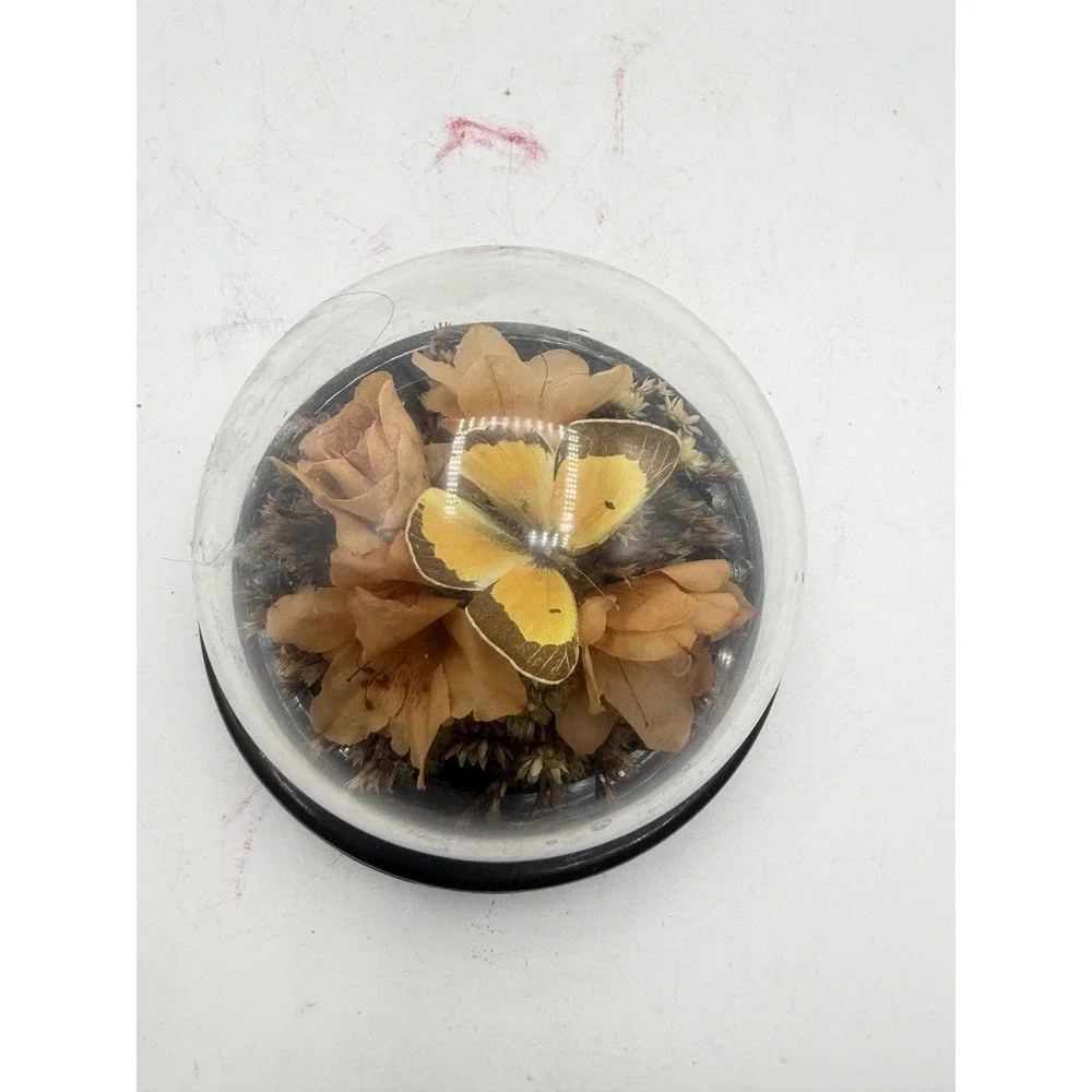 Vintage Naturals Inc Butterfly Dome Paperweight Dried Flowers Display